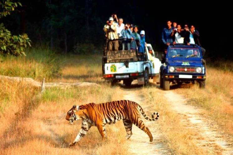 The wild vista Group of hotels and resorts